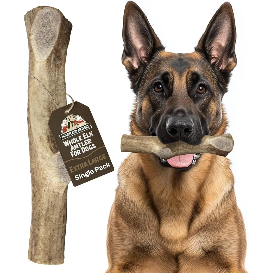 Elk Antlers for Dogs Grade A Naturally Shed Antlers Dog Bones for Aggressive Chewers Teething Puppies All Breeds Chew Toy USA M